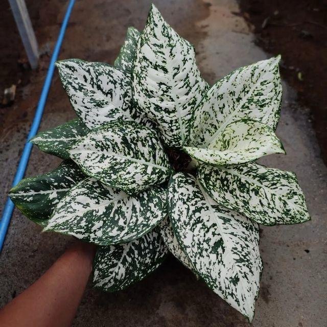 85d47804-16d0-4a16-9350-3da8239b695e